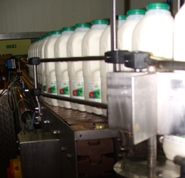 Dairy Conveyor Handling Milk Bottles