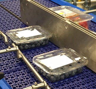 Fruit Handling Packaging Conveyor