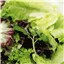 lettuce conveyor