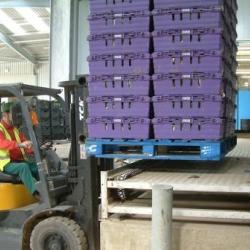 Industrial Conveyor use to move pallets on a farm